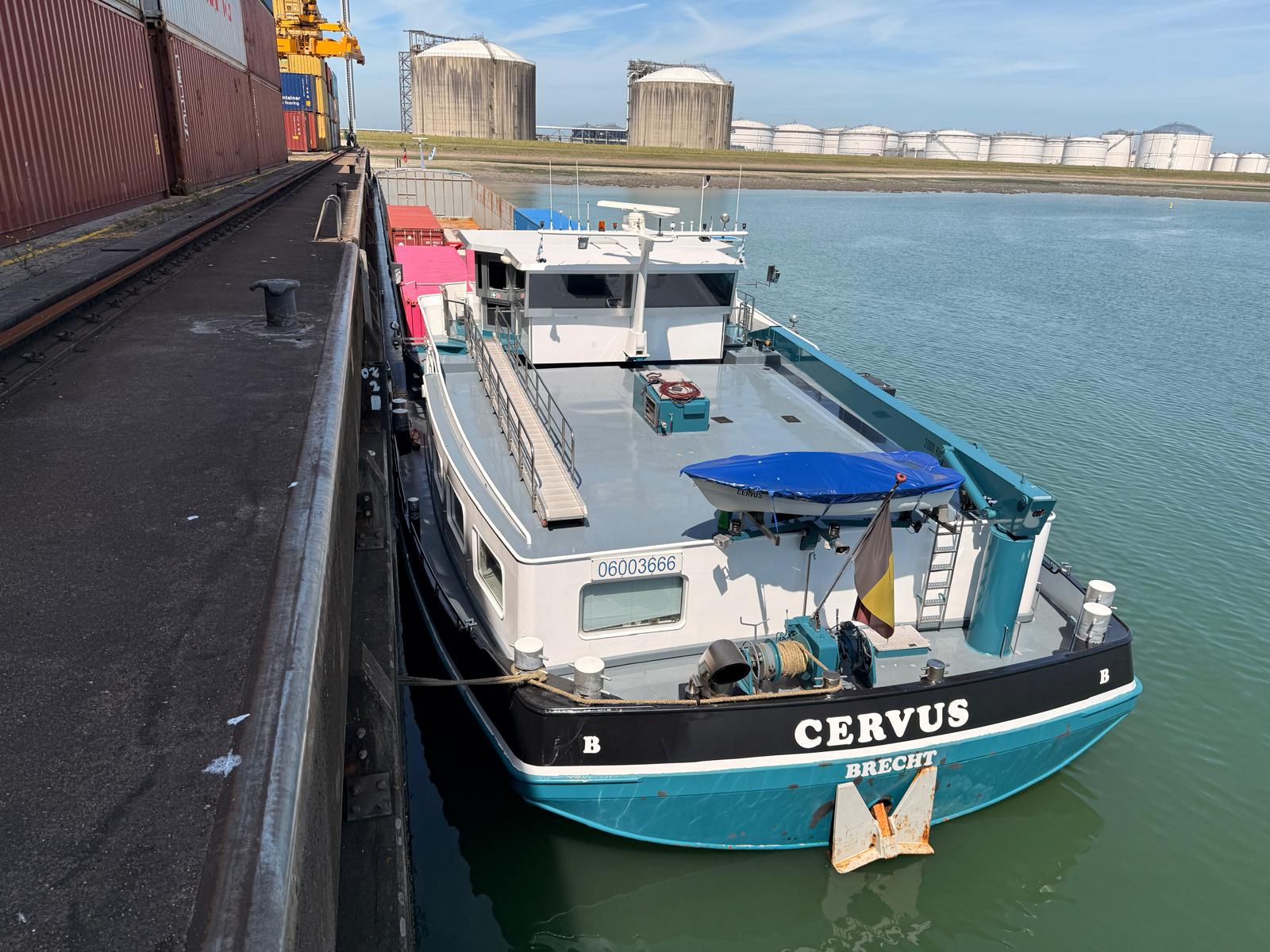 Cervus