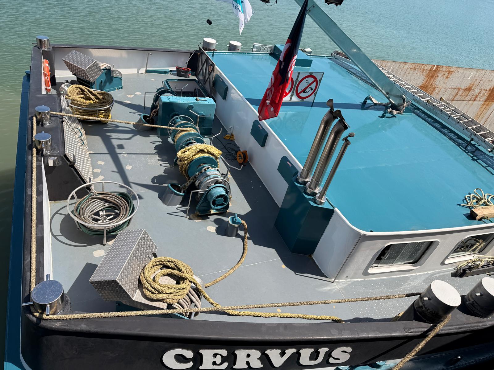 Cervus